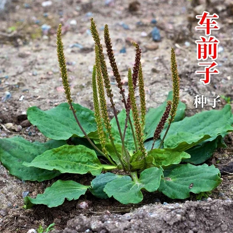车前草种子食用野菜种籽车轮菜籽车前子四季蔬菜种子孑