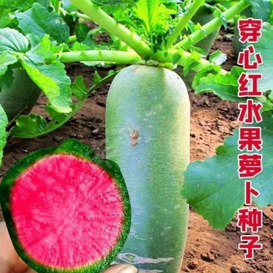 甜脆红心水果萝卜种子绿皮红心萝卜种籽春秋季心里美青萝卜籽