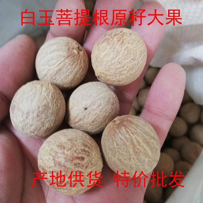 缅甸白玉菩提根原籽带皮菩提佛珠大果论斤卖