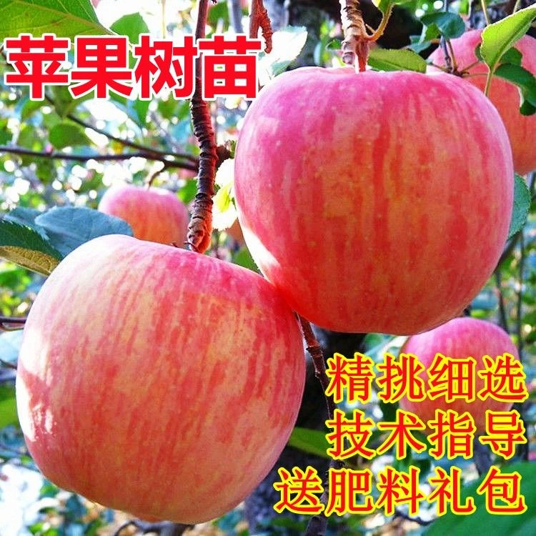 嫁接苹果树苗冰糖心红富士苹果苗南北方盆栽地栽当年结果树苗大全