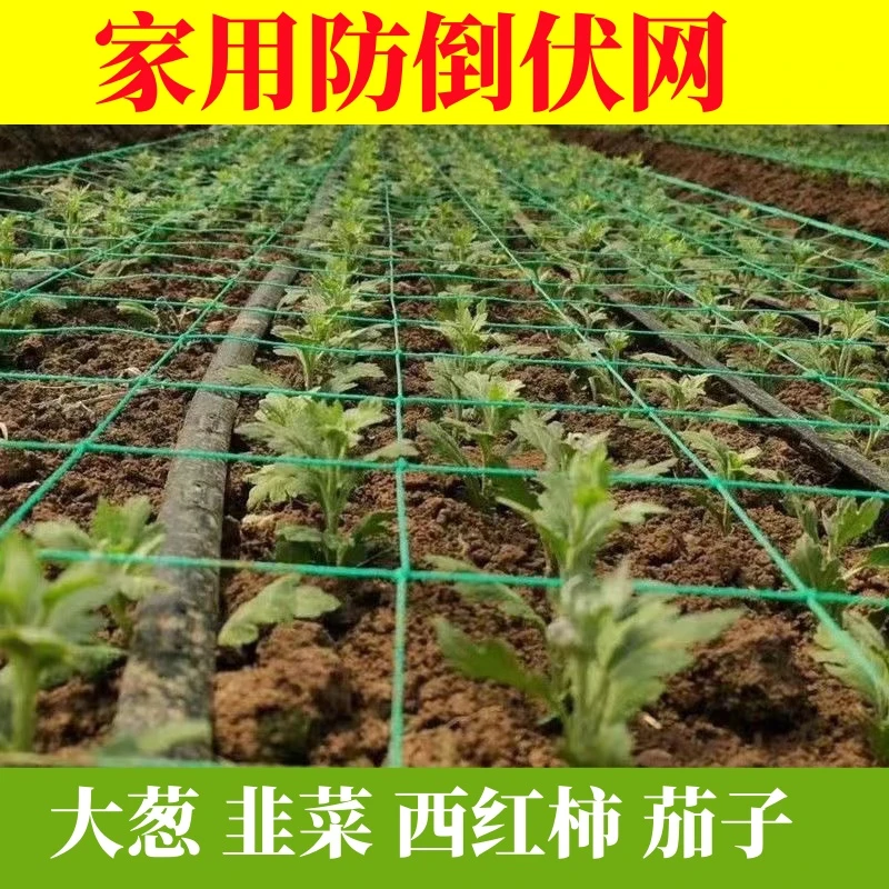 家用种植防倒伏网芹菜西红柿大葱茄子韭菜防倒伏网爬藤网
