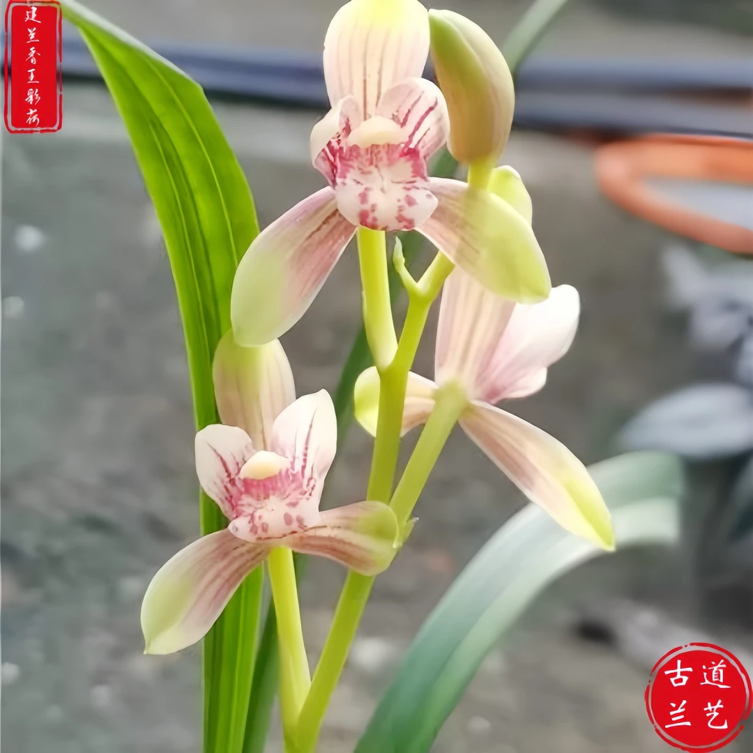 【建兰-香王彩荷】古道兰艺高山国兰 易养活无温室阳台养兰