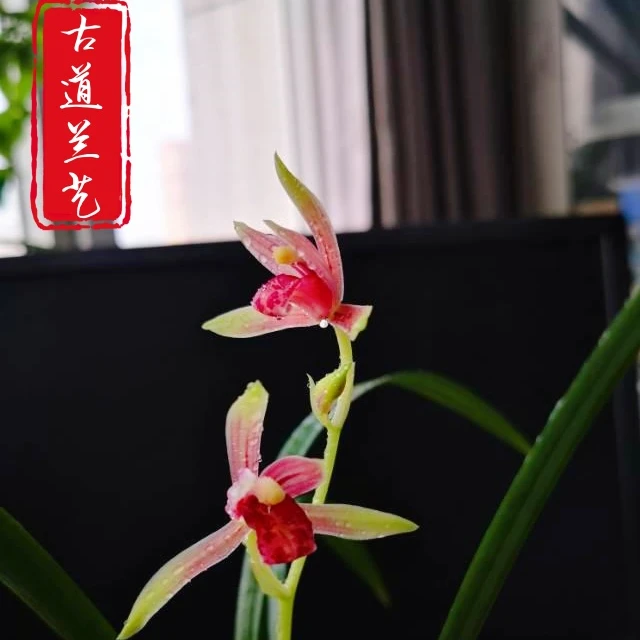 【建兰-半江红】古道兰艺高山国兰   易养活无温室阳台养兰