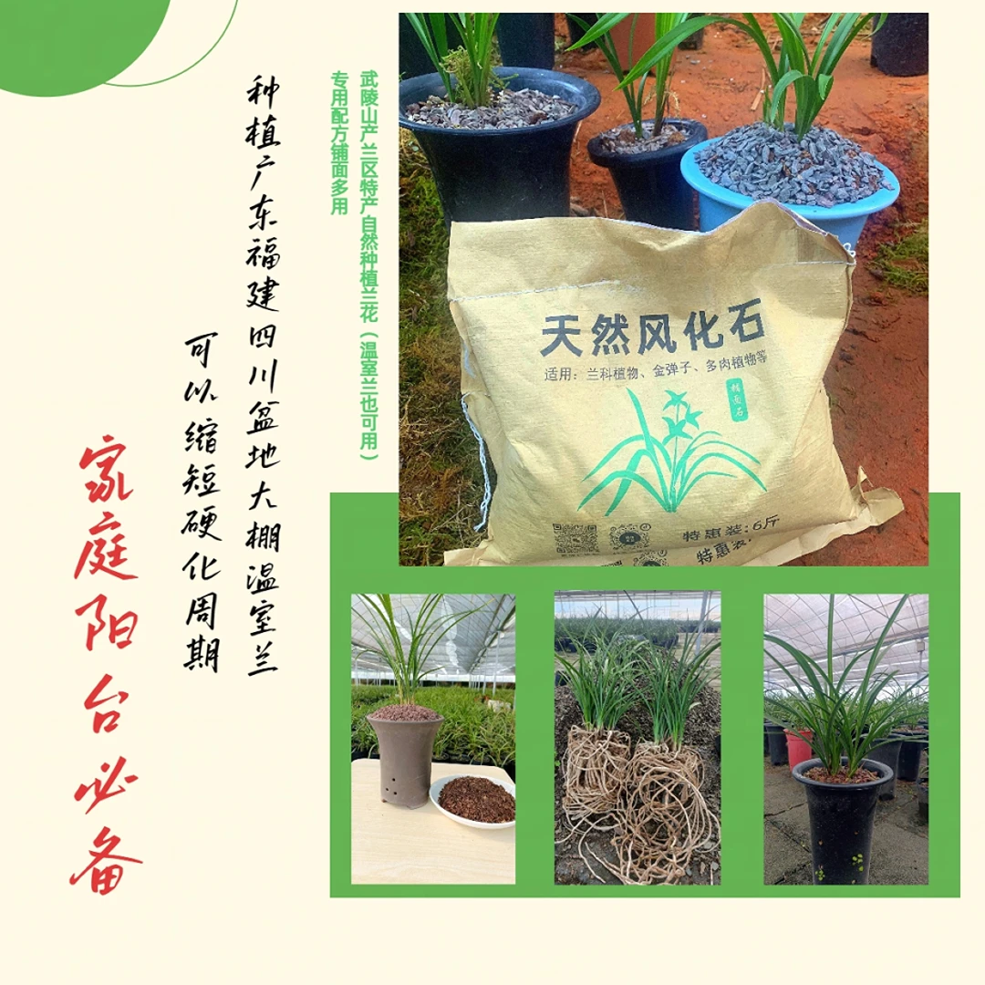武陵山产兰区特产兰花专用铺面石
