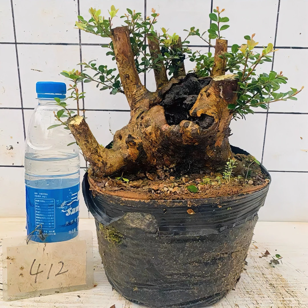 盆景盆栽绿植小叶赤楠
