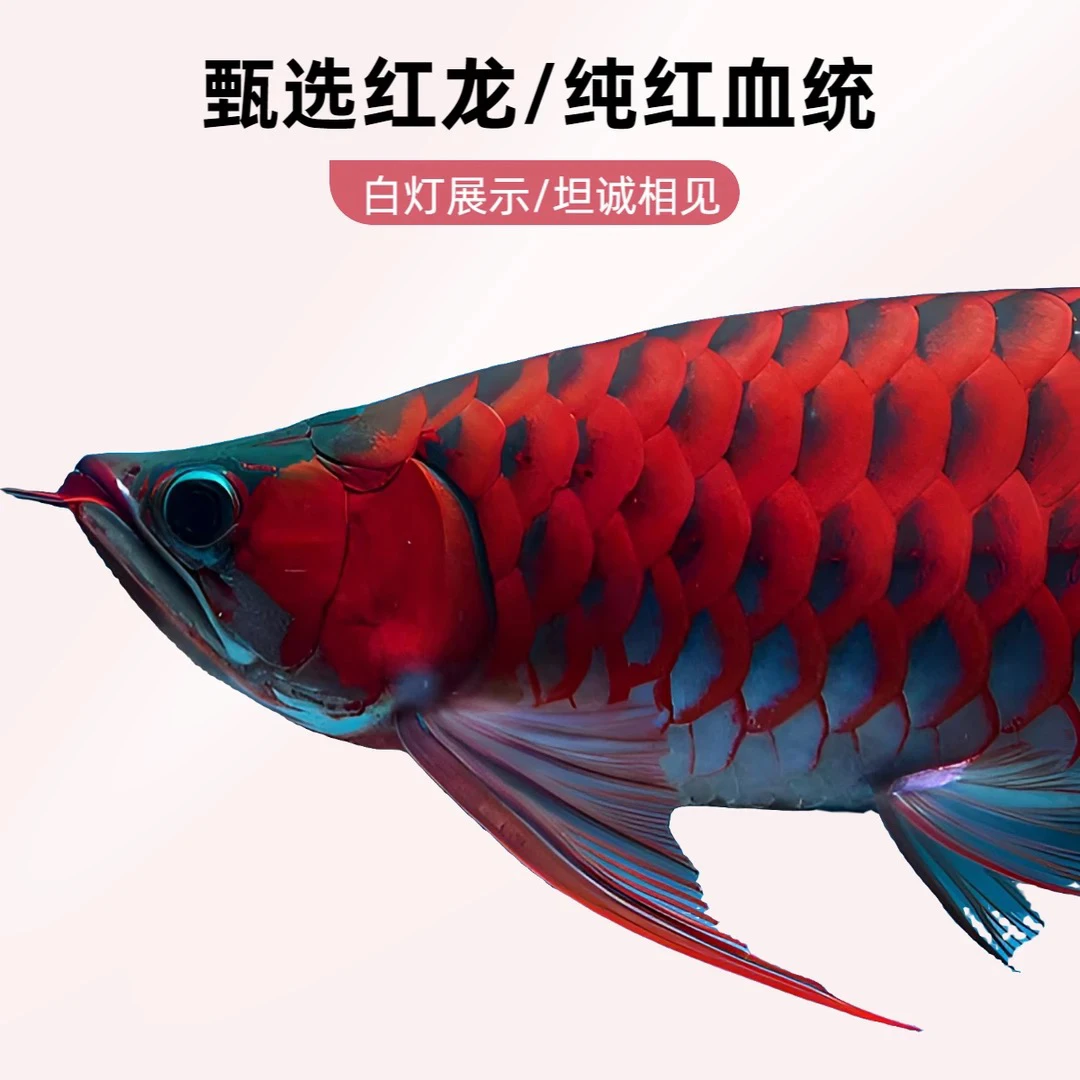 红龙鱼活体印尼红龙