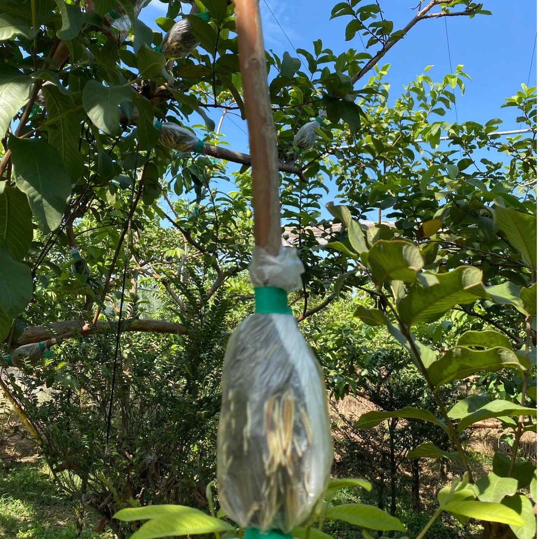 广东中山百年老品种老胭脂红花樽番石榴高压苗(高90cm)