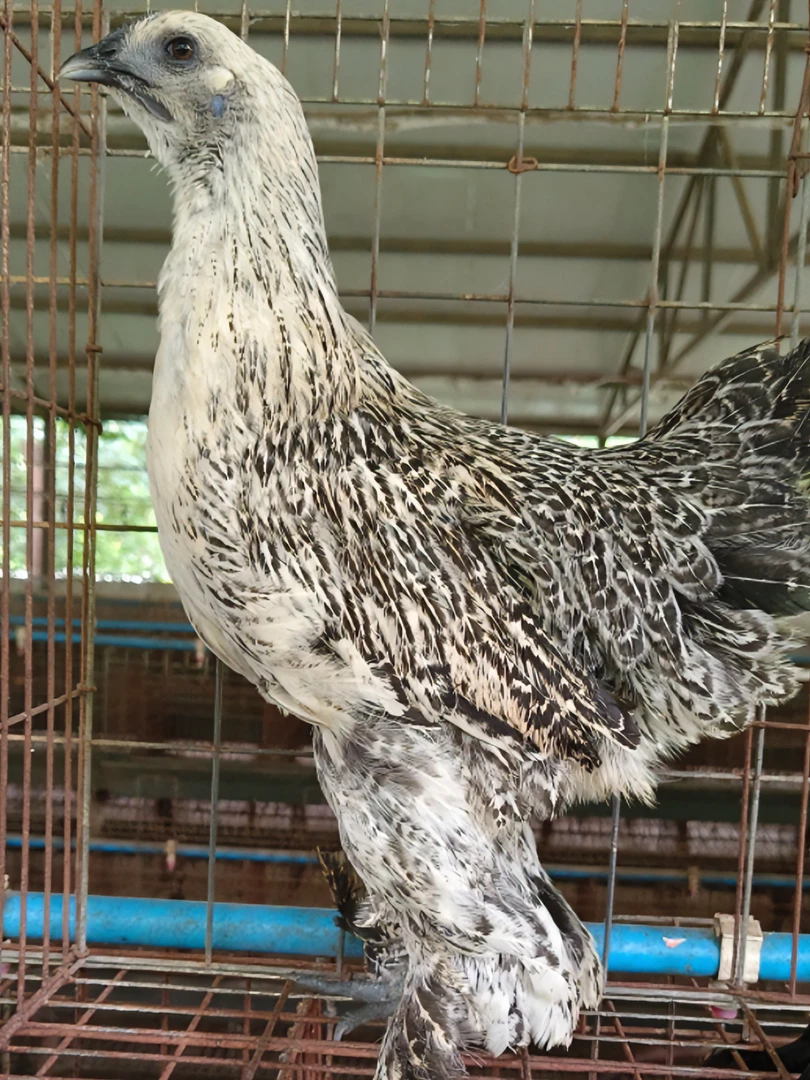 云南老品种无量山大毛脚乌骨土鸡