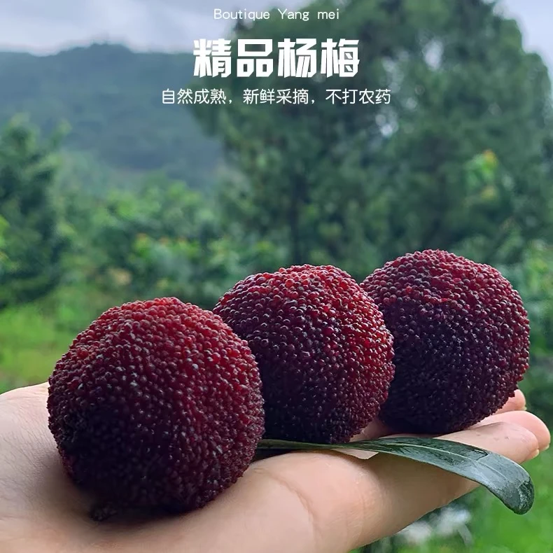 现货正宗仙居东魁杨梅颗粒装特级龙头子仙居杨梅顺丰冷链真空包装