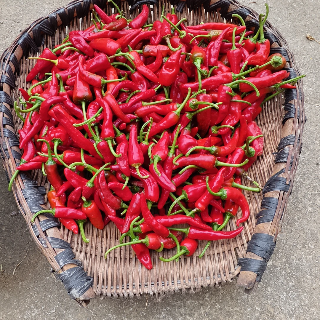 贵州本地红辣椒农家自种露天红辣椒做糟辣椒红海椒