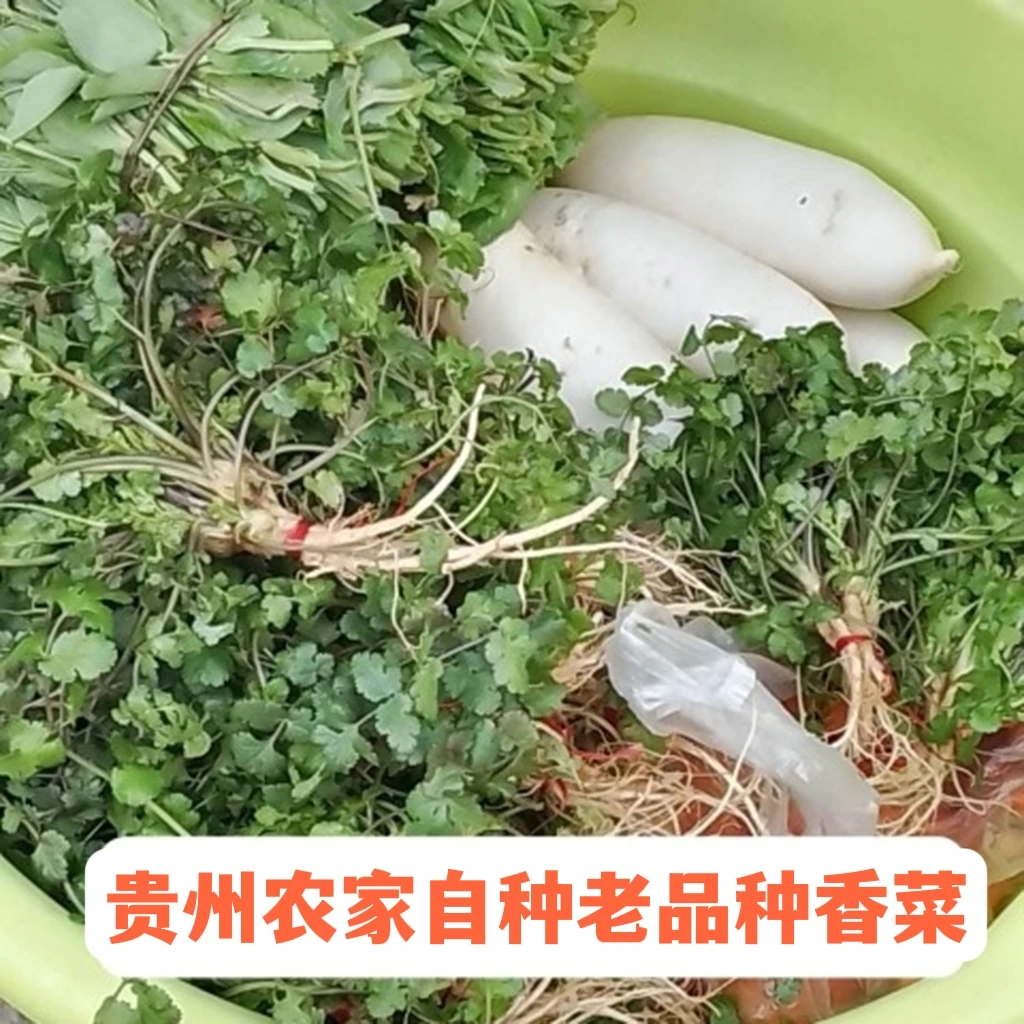 贵州老品种香菜新鲜带泥洗净本地香菜芫荽食用香菜老品种香菜种