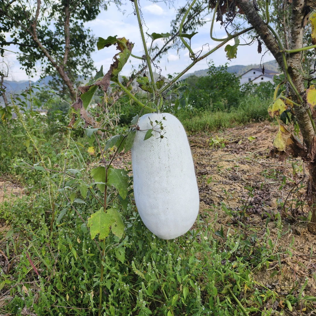 贵州农家自种老品种冬瓜露天无农药