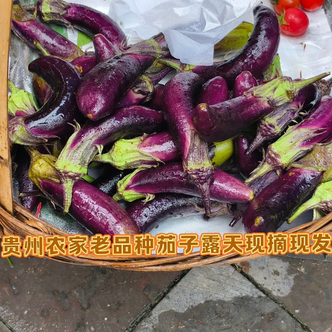 贵州农家自种本地茄子现摘现发长茄子圆茄子新鲜应季蔬菜3斤包邮