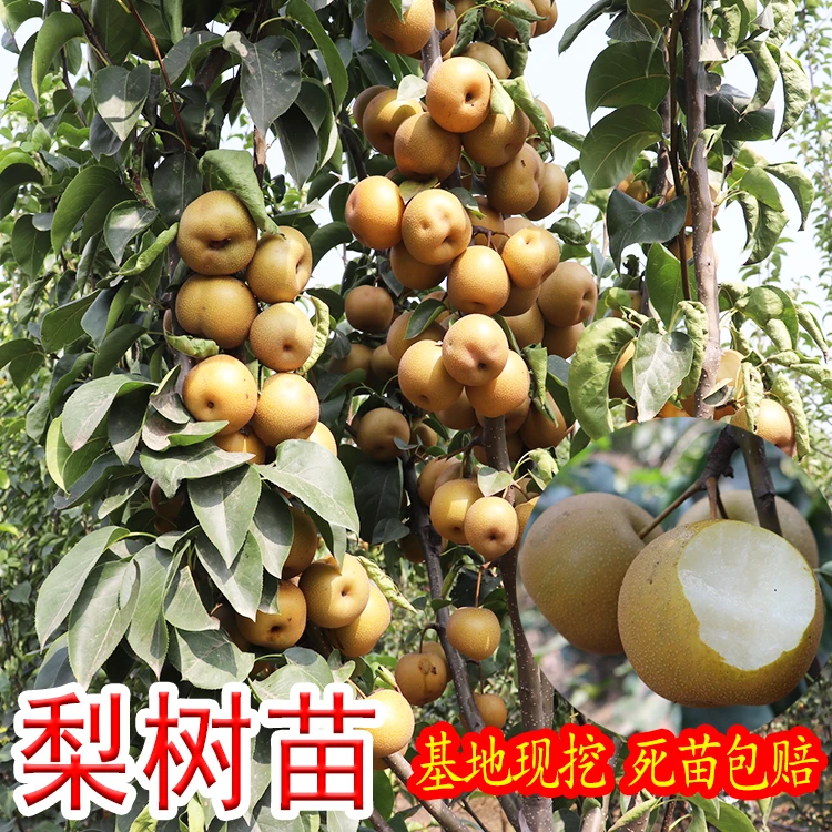 梨树苗 嫁接 南方北方种植 盆栽地种