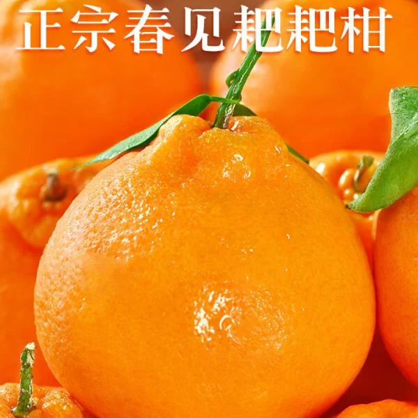 【与辉同行东方甄选 】四川春见耙耙柑橘子5-8斤新鲜水果当季整箱