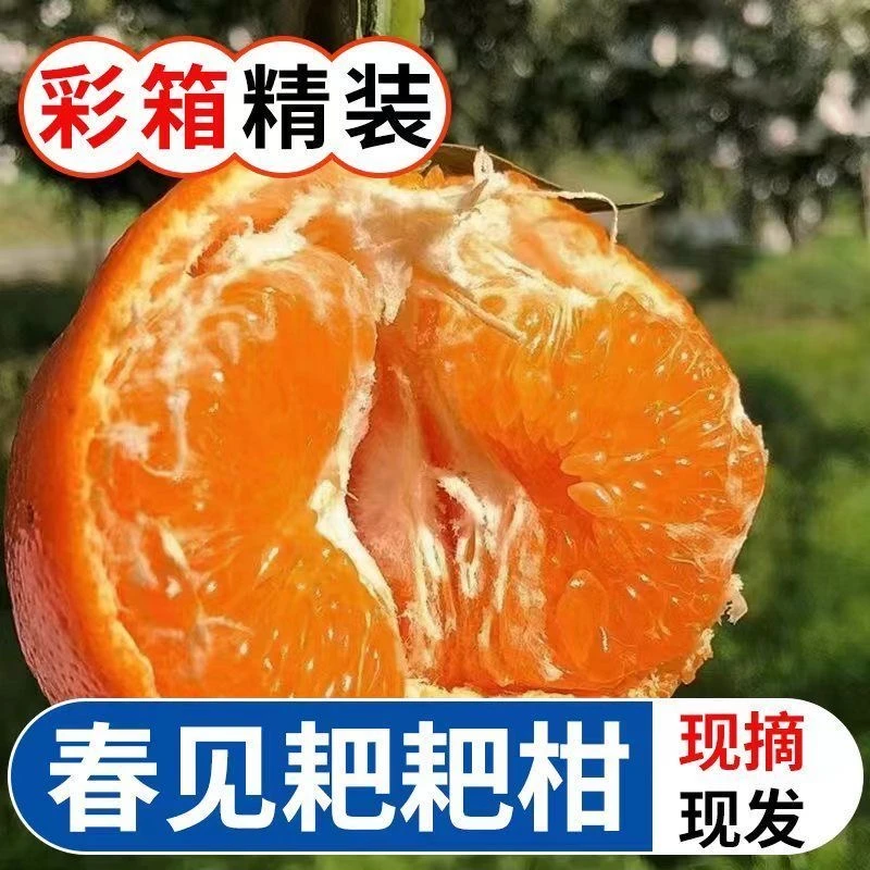 【与辉同行东方甄选】四川春见耙耙柑皮薄汁多新鲜水果当季采摘爽口