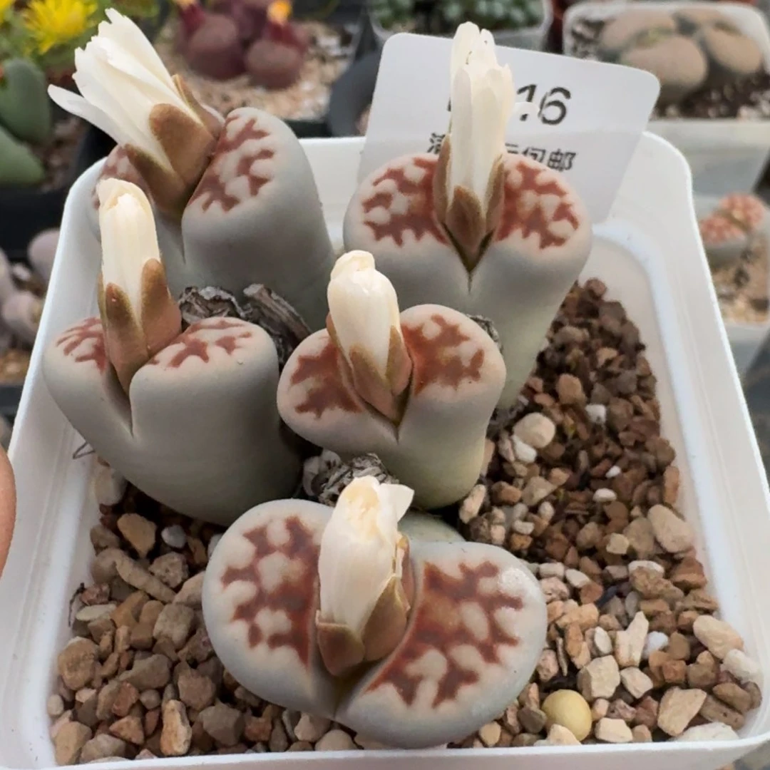 415哈哈哈哈哈哈哈哈