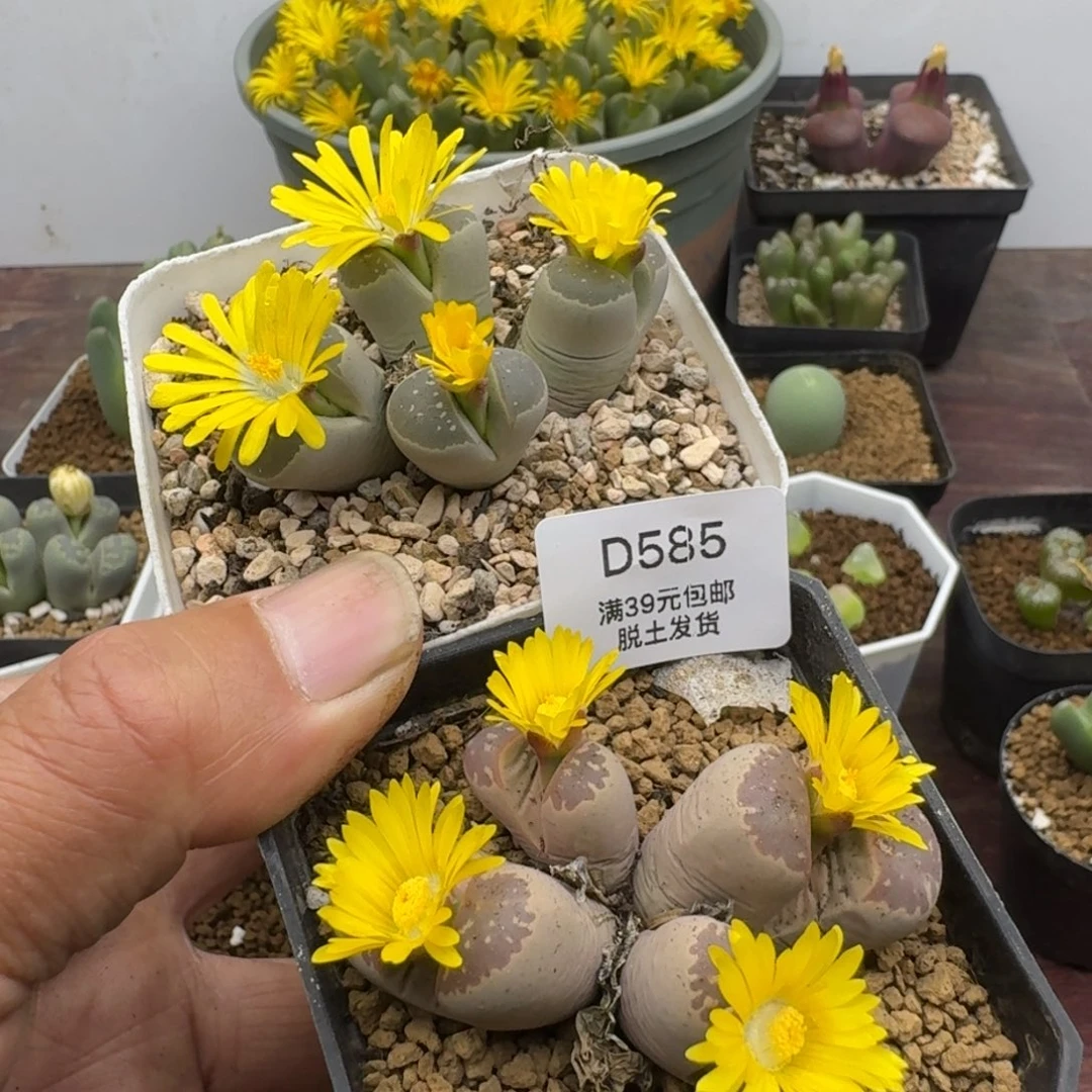 585哈哈哈哈哈哈哈哈哈哈