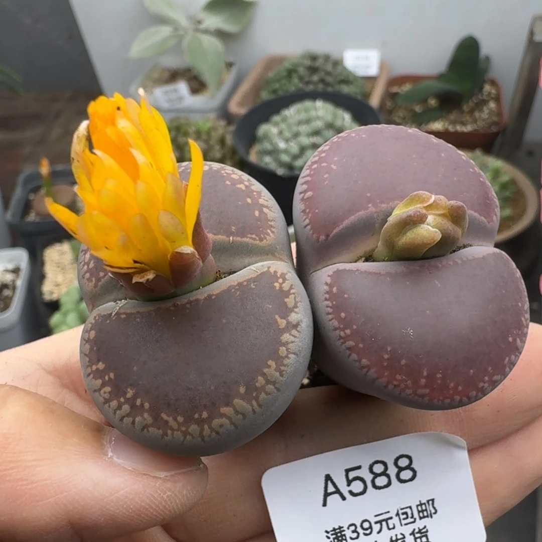 39包邮588福利3.8厘米多肉植物