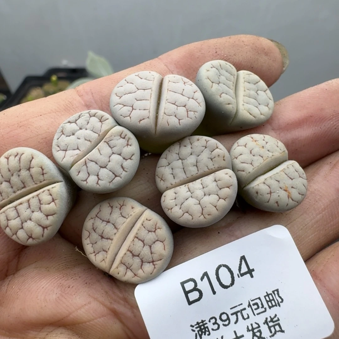 104哈哈哈哈哈哈哈哈哈哈多肉