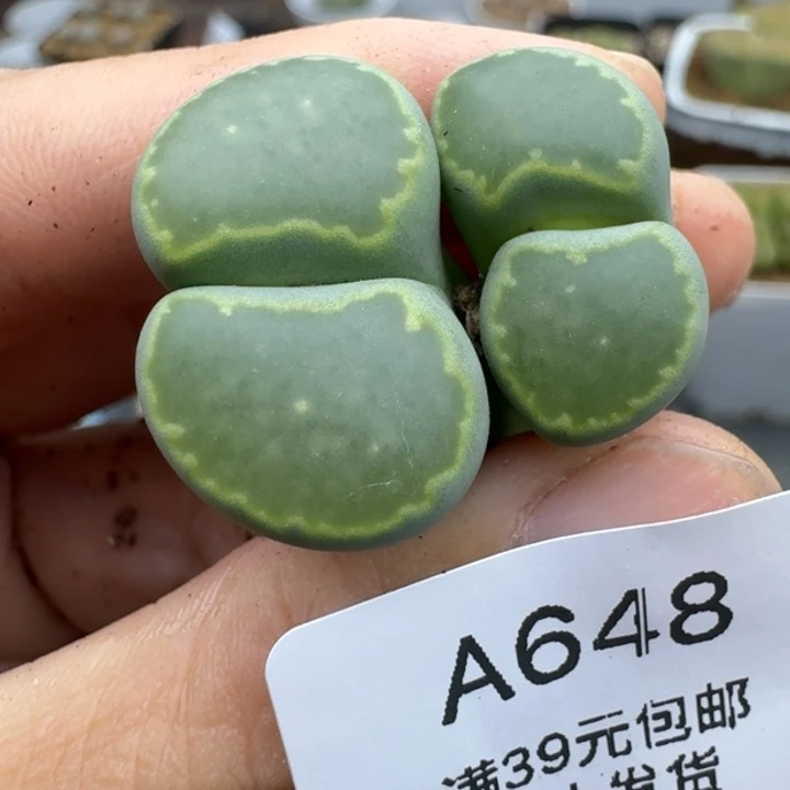 39包邮648福利腿长介意勿拍