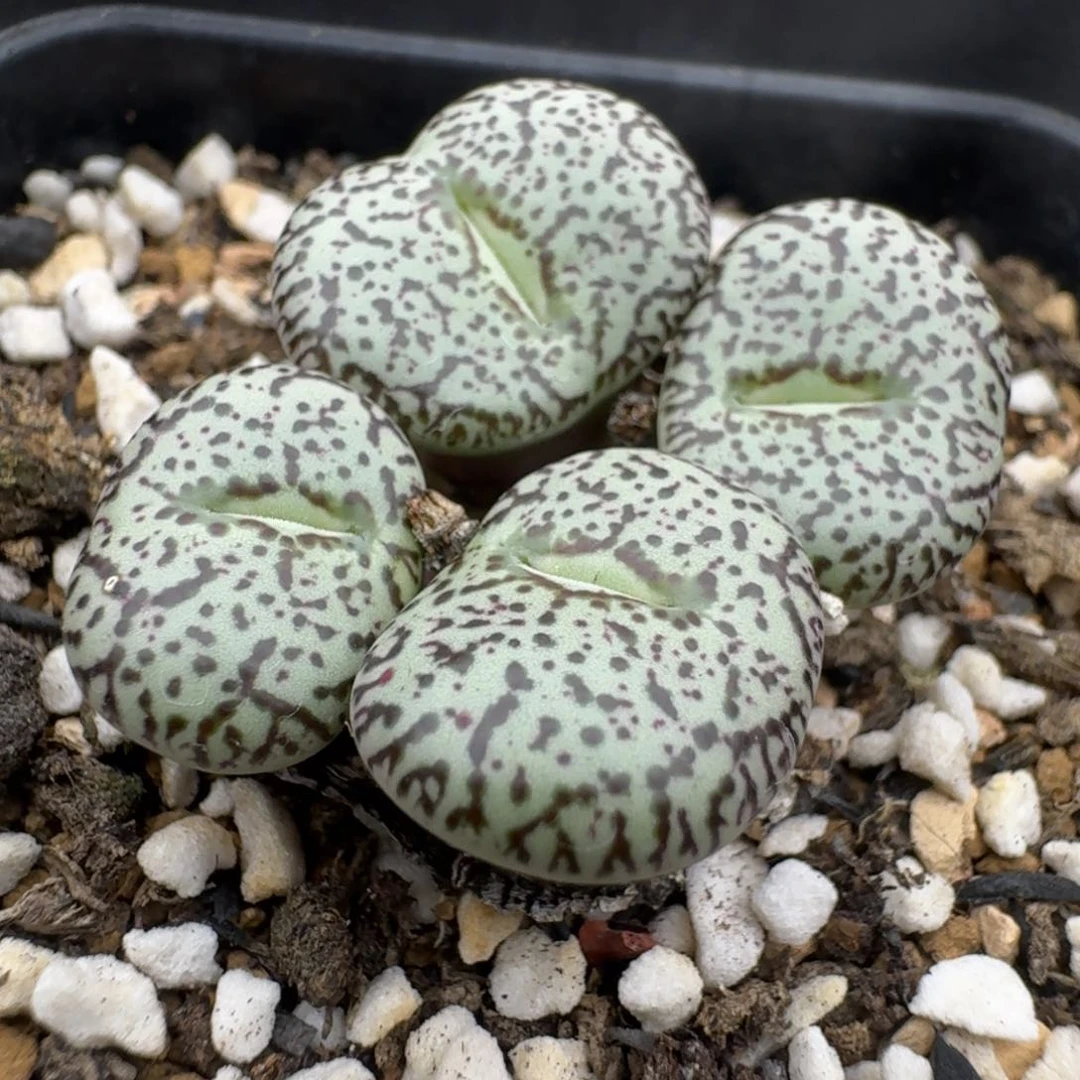 39包邮784福利安贞