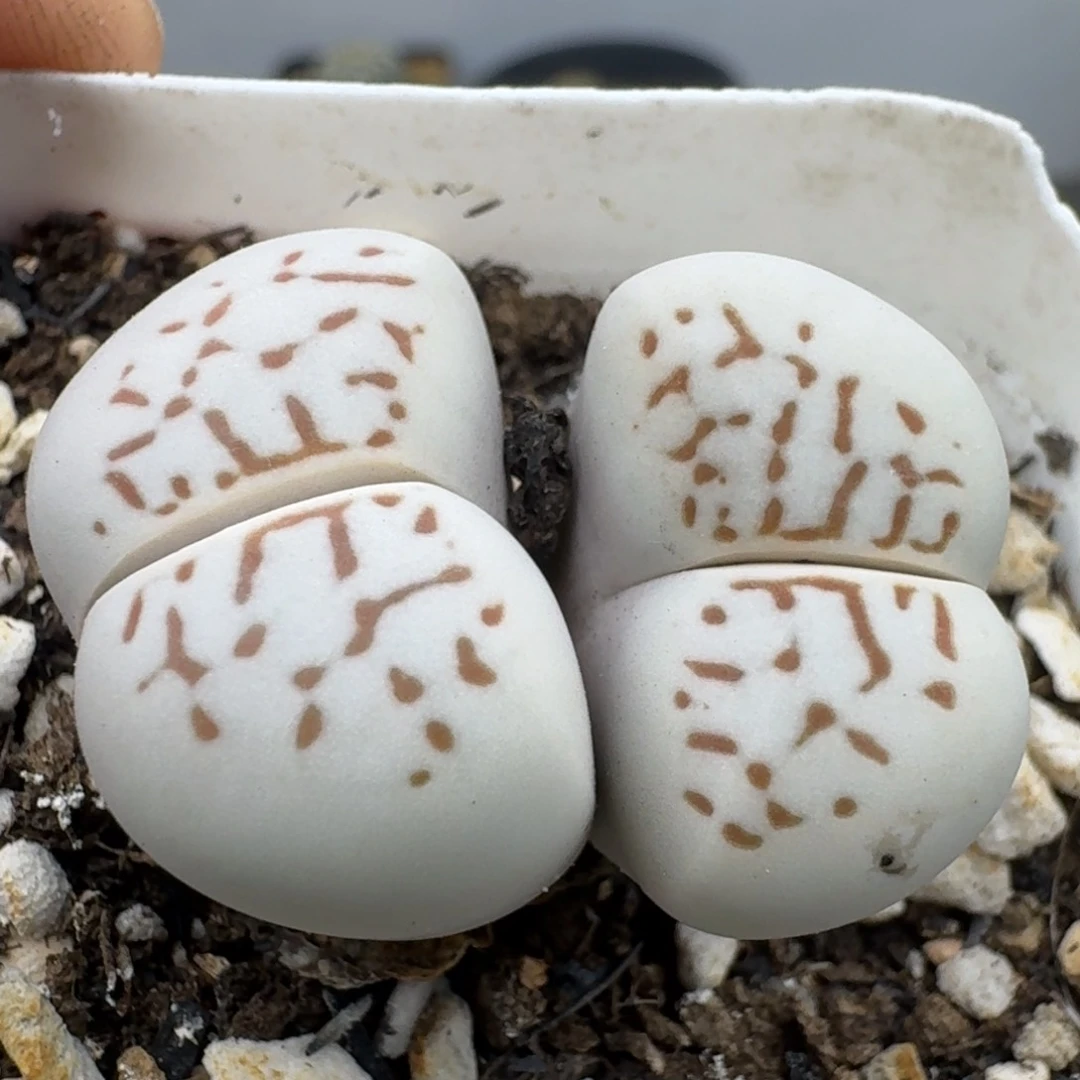 39包邮310福利大白