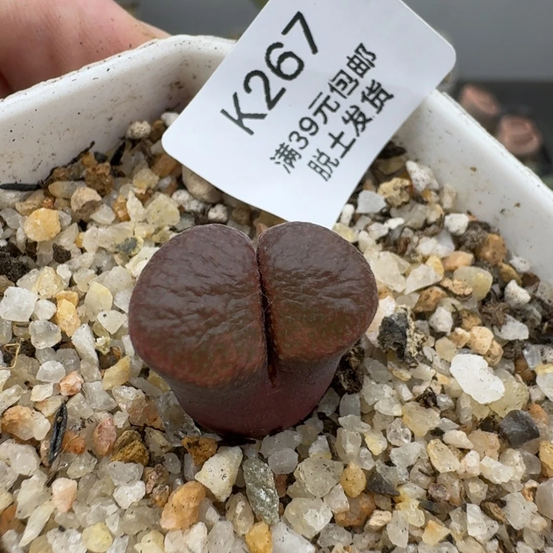 267哈哈哈哈哈哈哈哈哈