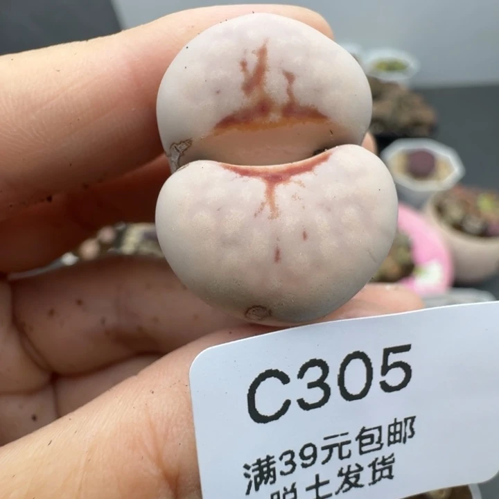 39包邮305热唇福利11111