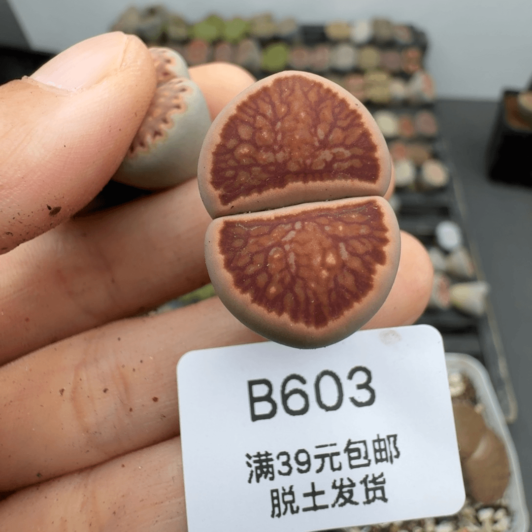 39包邮603福利11111