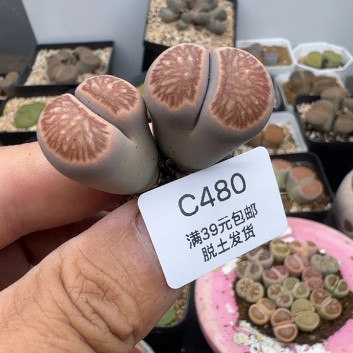 480哈哈哈哈哈哈哈