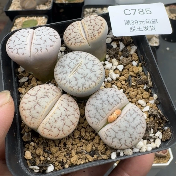 785哈哈哈哈哈哈哈哈