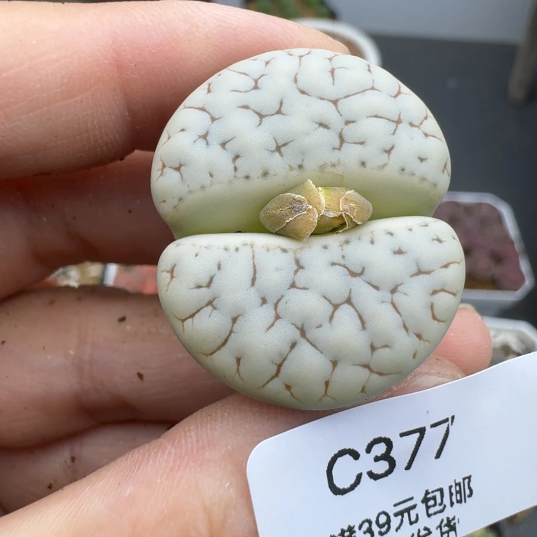 39包邮377福利1111