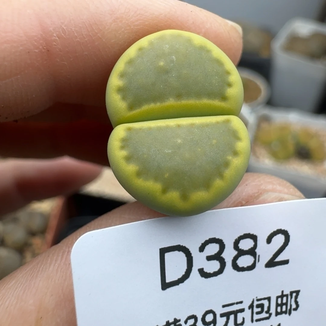 39包邮382福利1111