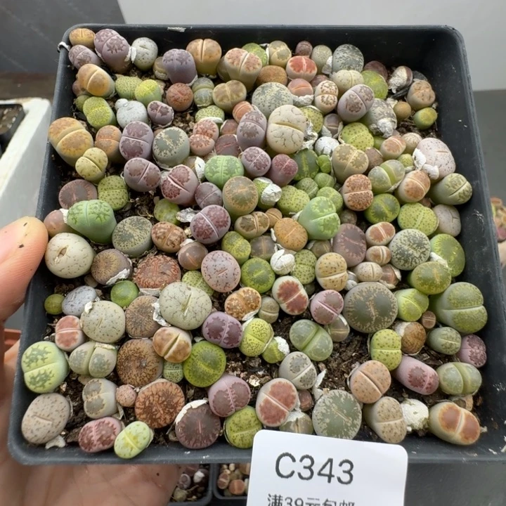 包邮343小彩拼福利带盆土偏远除外