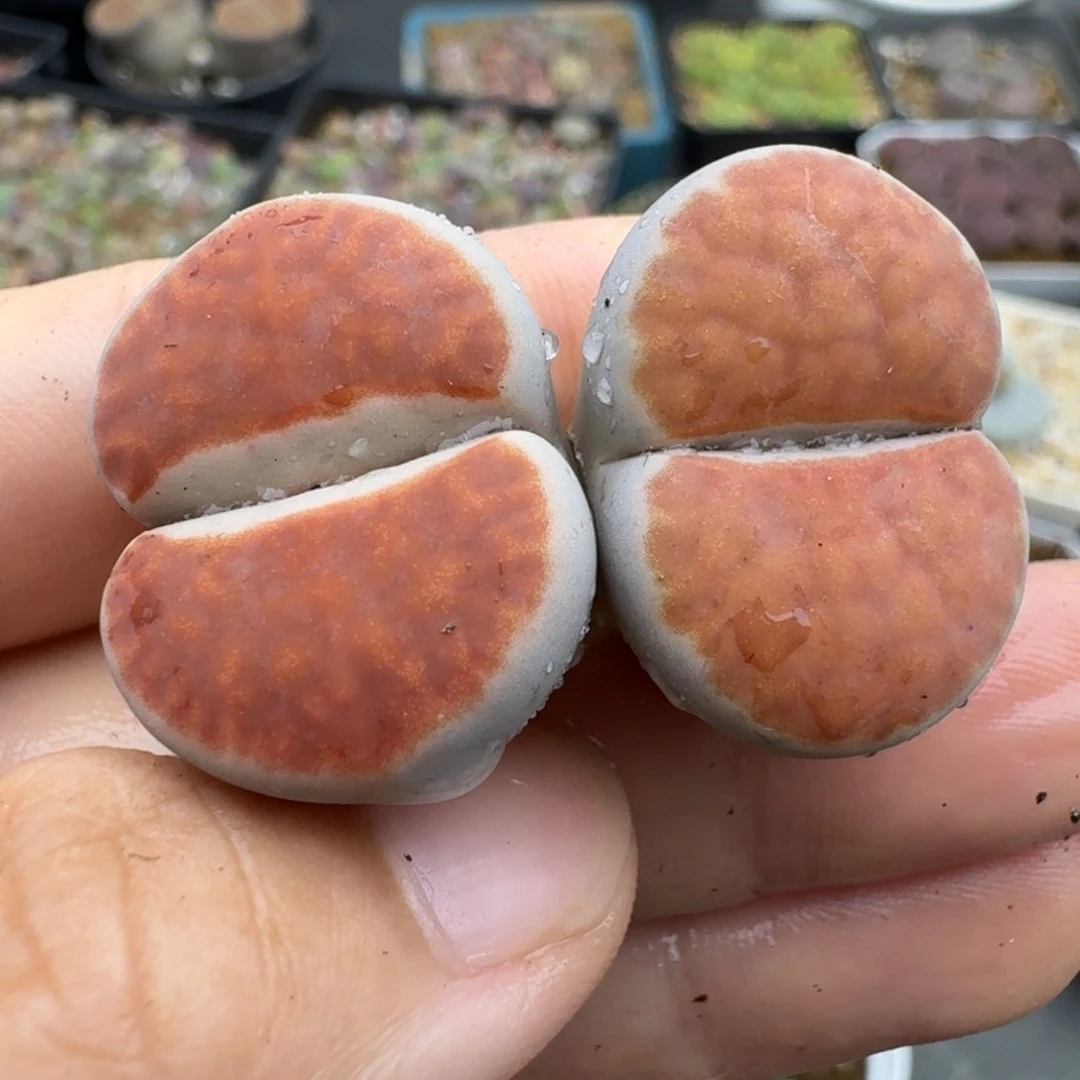 39包邮662福利11111