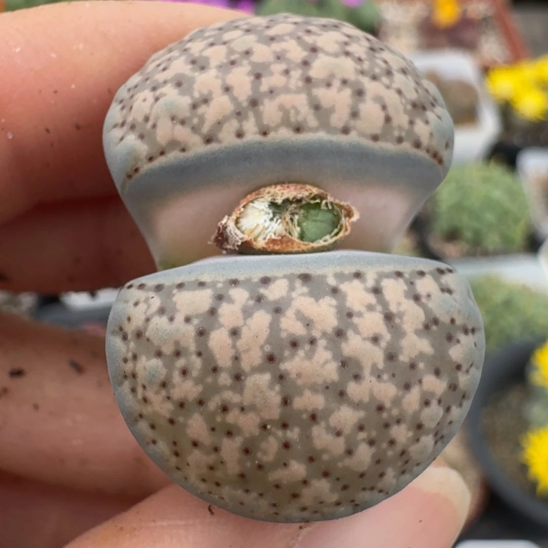 39包邮785福利血点