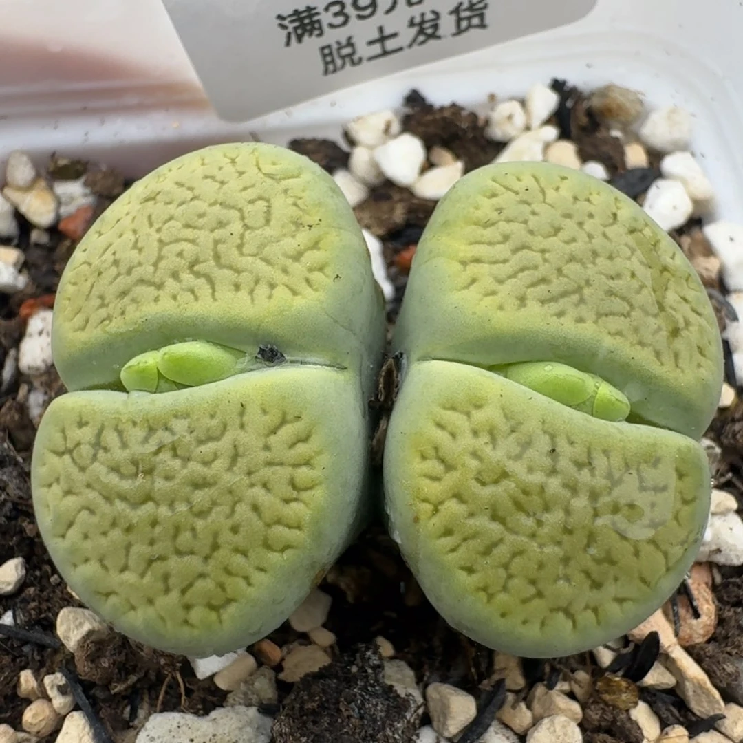 39包邮118福利绿富贵