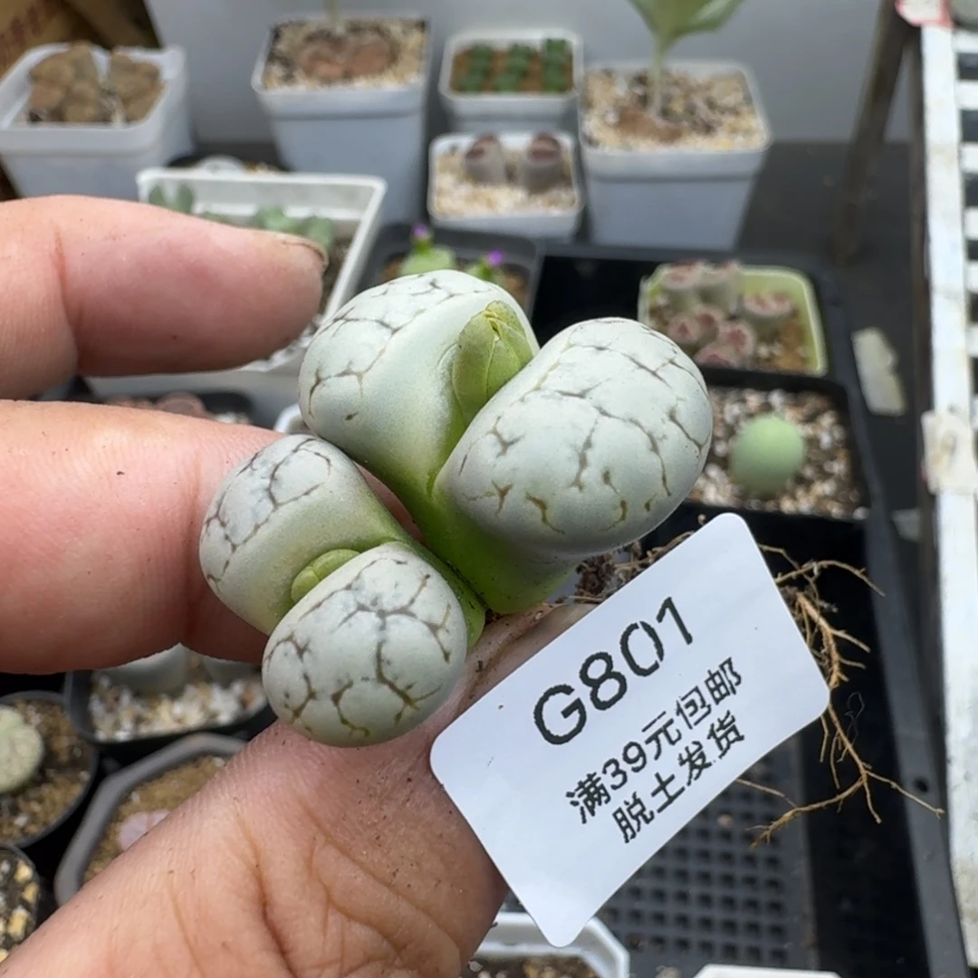 801哈哈哈哈哈哈哈哈哈哈