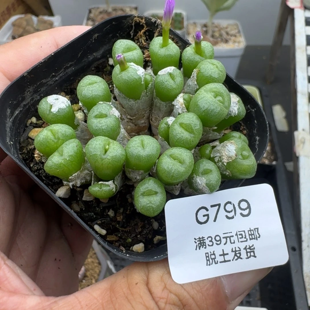 799哈哈哈哈哈哈哈哈