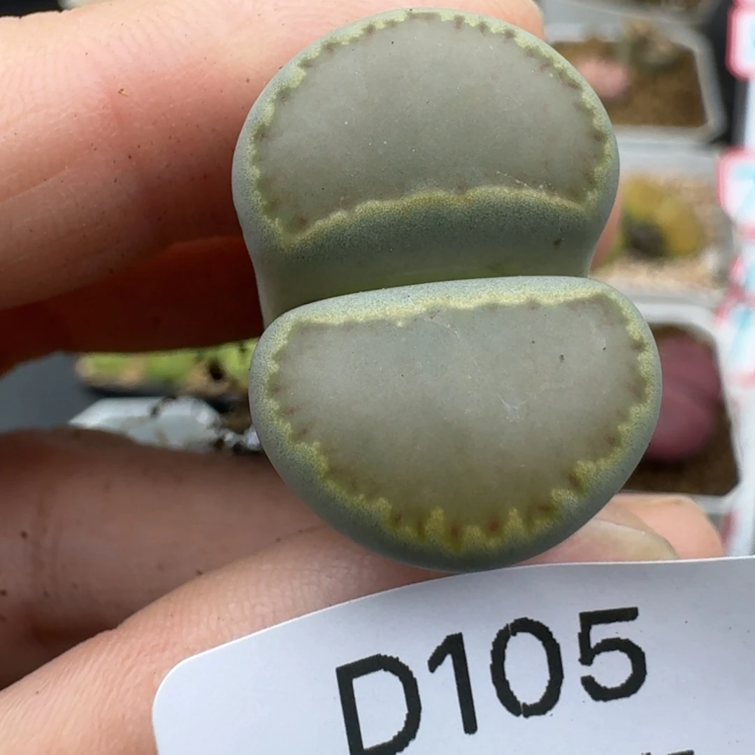 39包邮105福利腿长介意勿拍