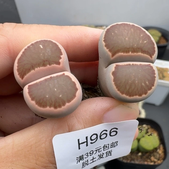 39包邮966福利腿长