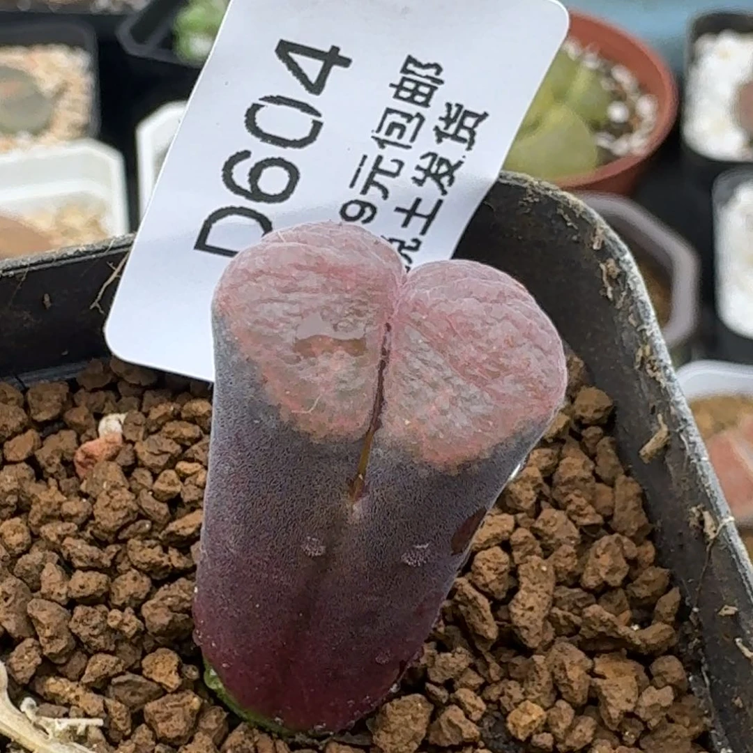 604哈哈哈哈哈哈哈哈哈哈