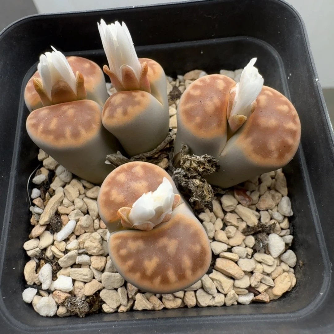 39包邮966福利11111