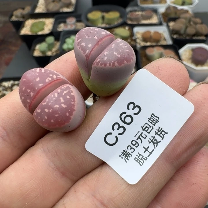363哈哈哈哈哈哈哈