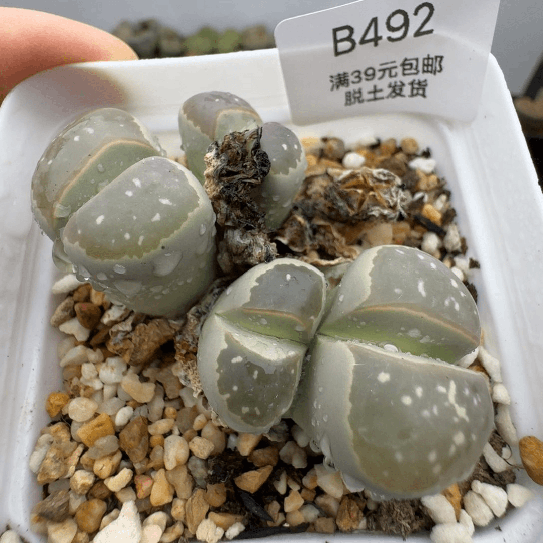 39包邮492福利11111