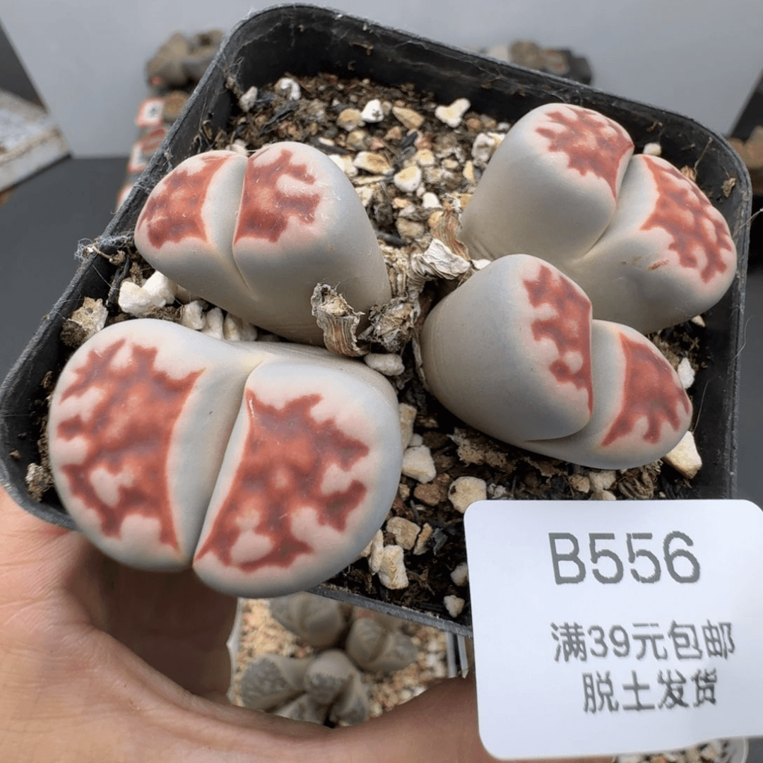 39包邮556福利11111