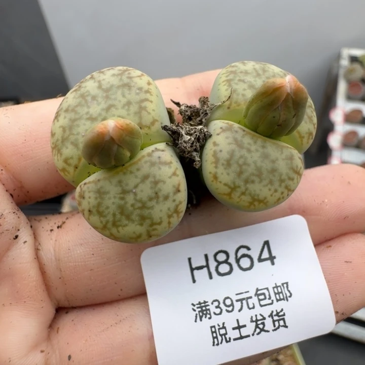 39包邮864福利11111