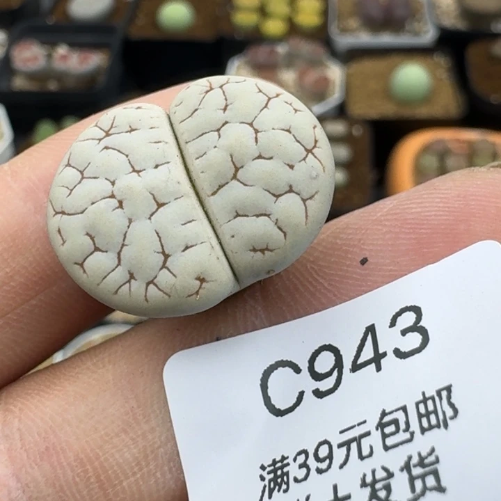 943哈哈哈哈哈哈哈哈
