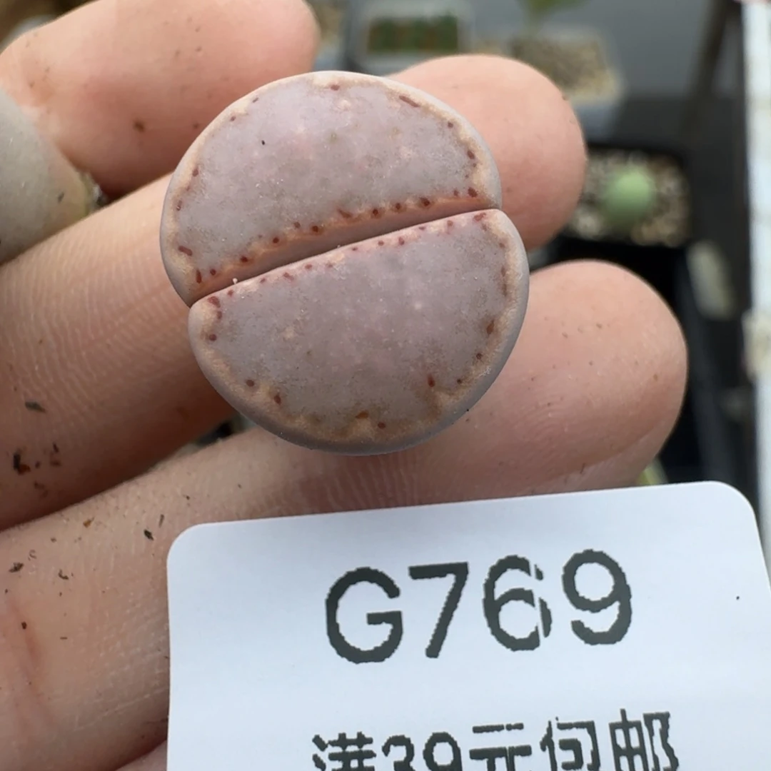 39包邮769福利粉饼干